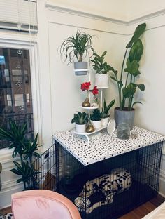 some plants are on top of a table with a dog bed in front of it