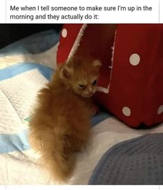 an orange kitten sitting on top of a bed next to a red bag with white polka dots