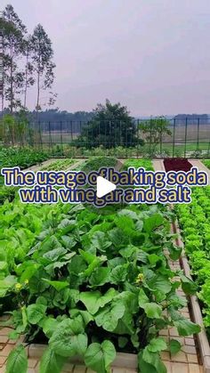 a garden filled with lots of green plants