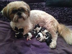 a dog laying on top of a bed with four puppies in it's lap