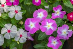 some pretty flowers that are growing in the dirt and on top of eachother