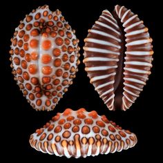 three different types of seashells on a black background, one is orange and the other is white