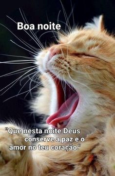 an orange and white cat yawning with its mouth wide open, saying boa note que nesta note deus conserve a pizza o no