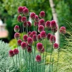 some pink flowers are growing in the grass