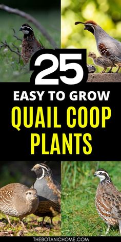 A lush quail coop surrounded by thriving plants and vines, with grass growing in the run and a natural aviary setup for a cozy quail habitat. Plant Around Chicken Coop, Duck Run Ideas, Quail Coop Ideas, Quail Coop Ideas Diy, Quail Aviary, Quail Habitat, Plants For Chickens