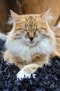 an orange and white cat is sleeping on the carpet