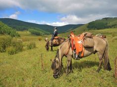 two horses with saddles grazing on grass in the mountains, one has a man sitting on it's back