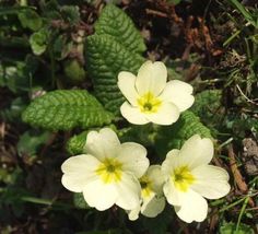 three white flowers with yellow centers in the grass near some green leaves and dirt on the ground