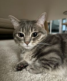 a cat laying on the floor looking at the camera