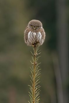 a small owl sitting on top of a plant