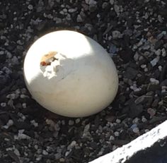 an egg laying on the ground next to some rocks