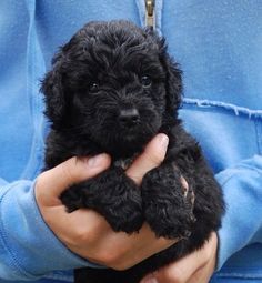 a person holding a small black dog in their hands