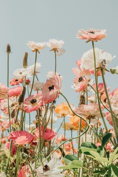 many different colored flowers are in the field