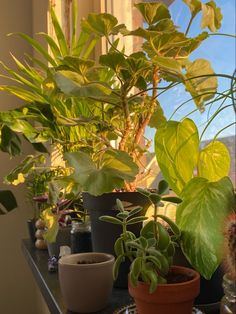 several potted plants sit on a window sill