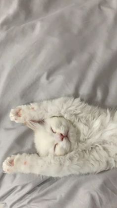 a white cat sleeping on top of a bed