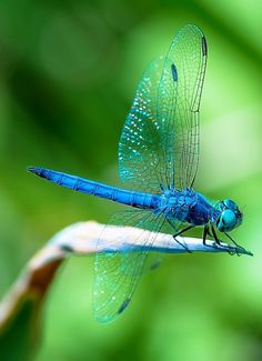 a blue dragonfly sitting on top of a leaf