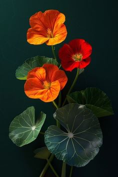 three red and orange flowers with green leaves