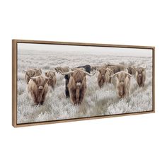 a herd of long horn cattle walking across a grass covered field in the wintertime