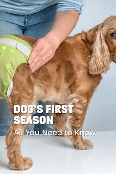 a dog is wearing a diaper while being petted by its owner with the caption dogs first season all you need to know