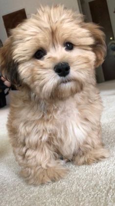 a small brown dog sitting on top of a carpet