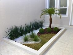 a small palm tree sitting in the middle of a garden