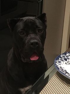 a black dog sitting in front of a glass table