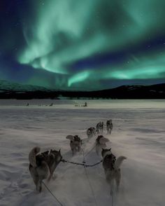 a group of dogs pulling a sled under the northern lights