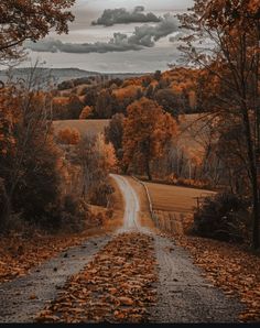 a dirt road surrounded by trees with leaves on the ground and clouds in the sky