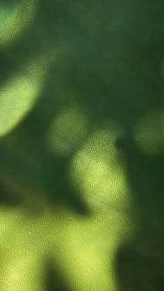 a blurry photo of the shadow of leaves on a tree