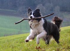 a black and white dog carrying a stick in its mouth on top of a grass covered hill