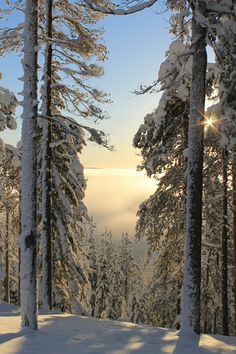 the sun is shining through the trees in the snow