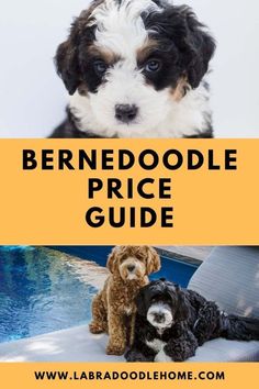 two dogs sitting next to each other with the words bernedoodle price guide