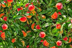 a tree filled with lots of ripe peaches on top of green leafy branches