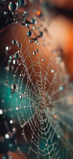 dew covered spider web with drops of water on it's back droplet and blurry background