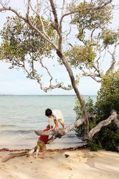 a man is climbing up a tree on the beach with another man standing next to him