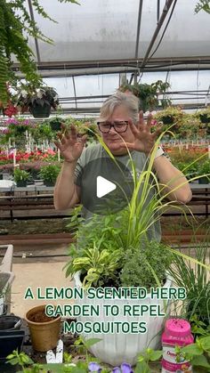 a woman standing in front of a potted plant with her hands up and the words lemon scented here garden to repel mosquitoes