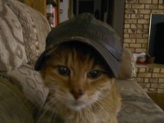 an orange and white cat wearing a hat on top of it's head, sitting on a couch