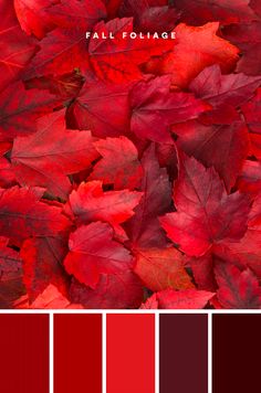 red leaves with the words fall foliage on them