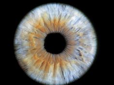 an image of the iris of a human eye