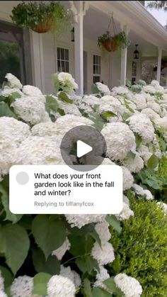 white hydrangeas in front of a house with the caption what does your front lawn look like in the fall and winter?