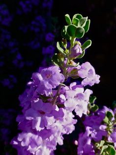 purple flowers are blooming in the garden