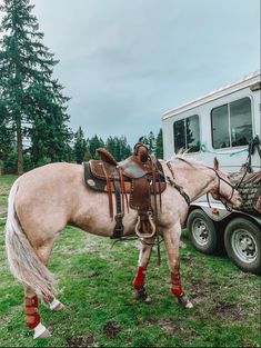 a brown horse standing next to a trailer