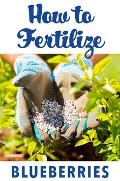 someone is gardening in their garden with text overlay that reads how to fertilize