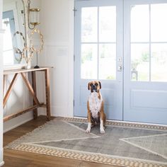 a brown and white dog sitting in front of a blue door with a rug on the floor