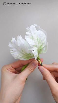 two hands are holding a white flower with green stems