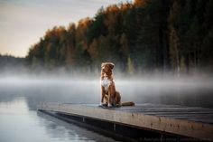 a dog is sitting on a dock in the foggy water with trees in the background