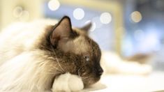 a close up of a cat laying on a table with blurry lights in the background