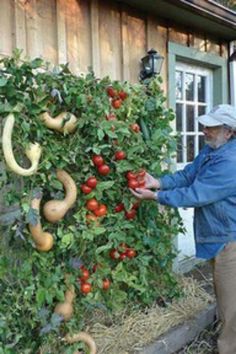 an old man standing next to a bush with tomatoes growing on it