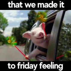 a pig sticking its head out of a car window with the caption that we made it to friday feeling