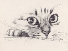 a pencil drawing of a cat's face with big eyes and whiskers